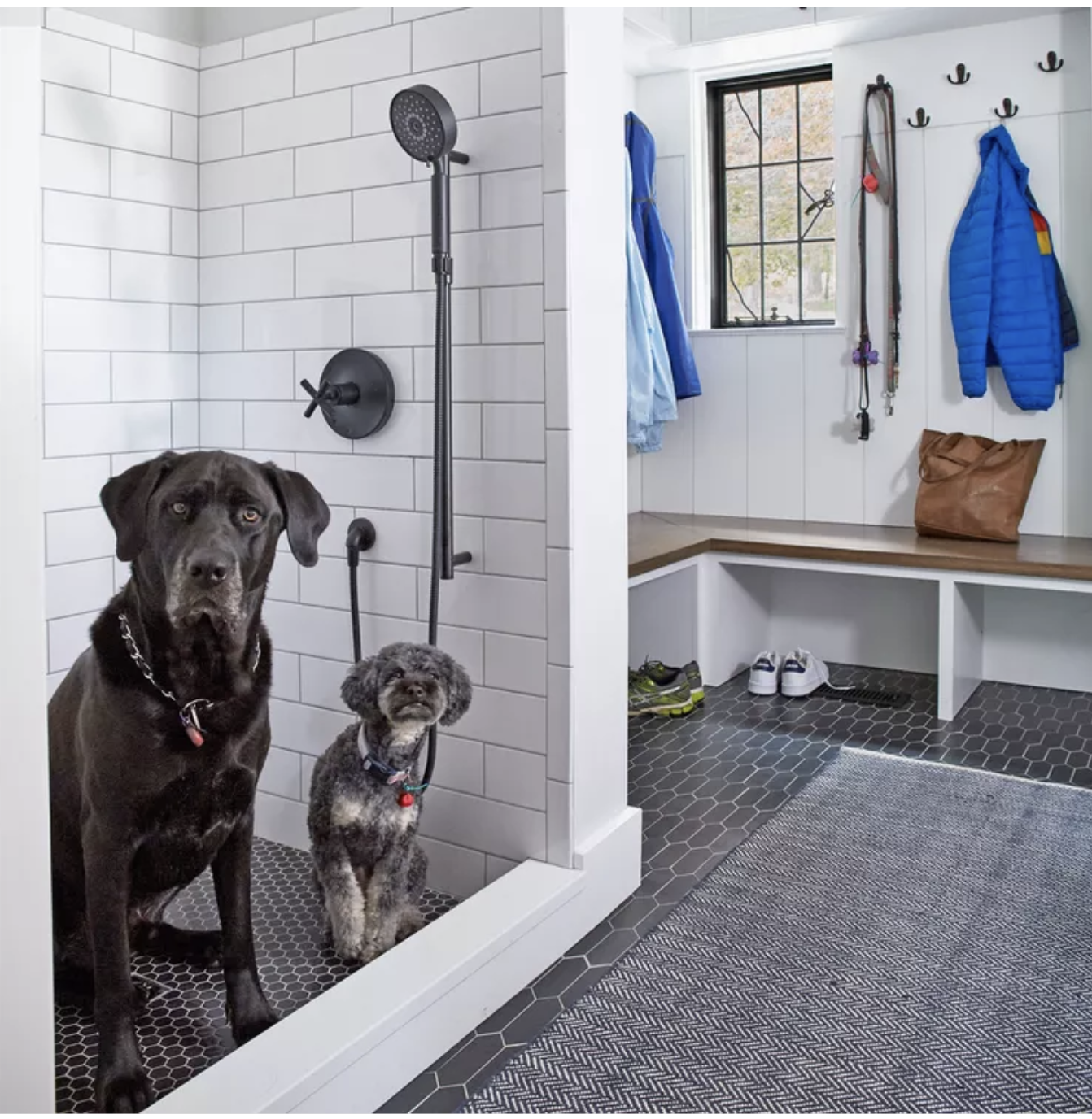 A small dog and a big dog wait for their custom design shower in a room made for pets
