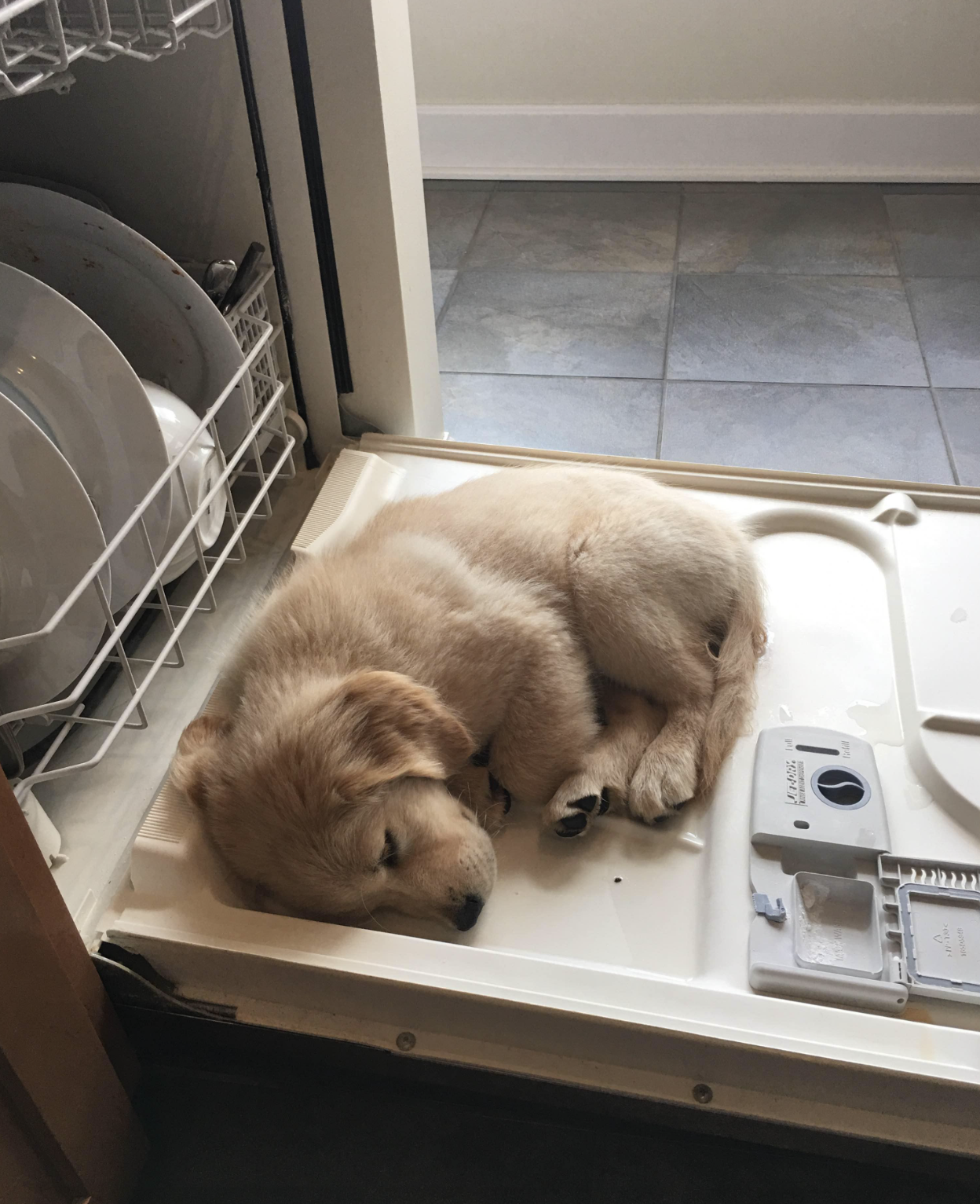 A dog sleeping on a dishwasher in a room we were asked to create for her pets 